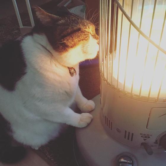 Толстенький котик Бусао нашёл лучший способ пережить эту ужасно холодную зиму, а нам остаётся только удивляться его находчивости. Ну и немножко завидовать