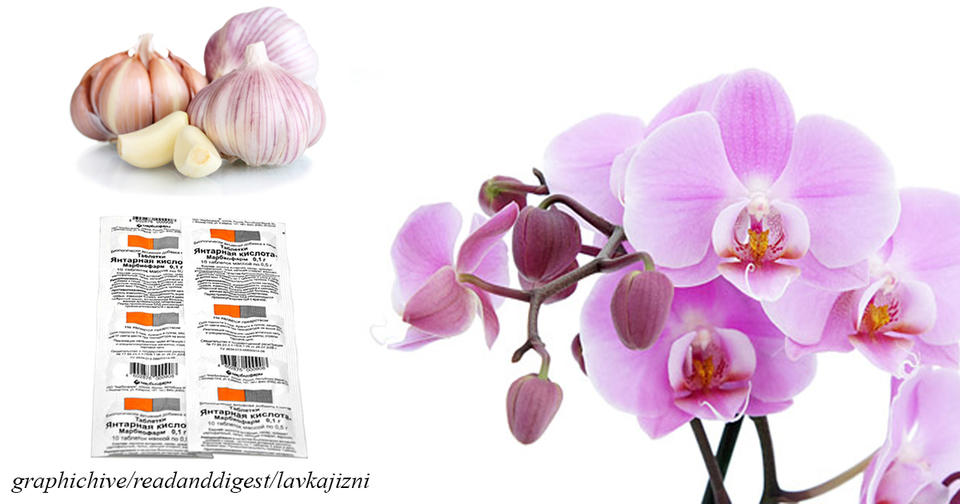 Чеснок - лекарство для орхидей. Результат будет уже через 14 дней