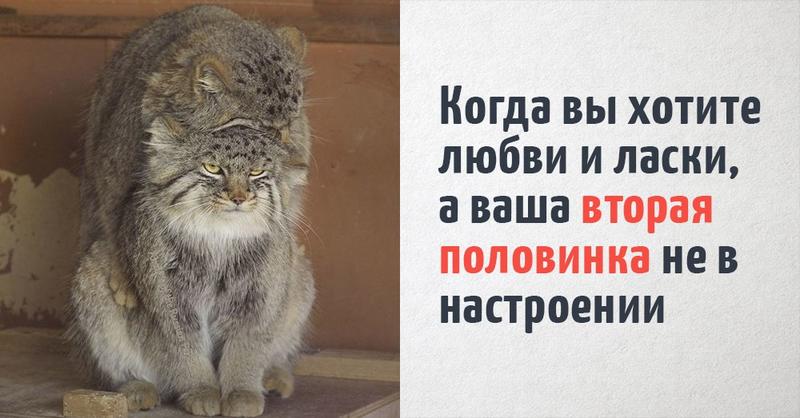 16 котов, которые удивительно точно отражают человеческие ощущения. Несмотря на то, что они коты