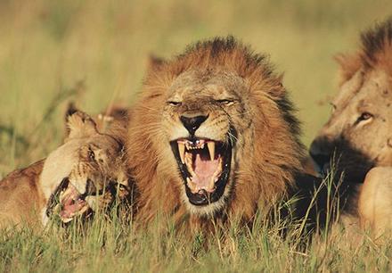 Браконьер поехал в Африку охотиться на львов... И вот что они с ним сделали! 