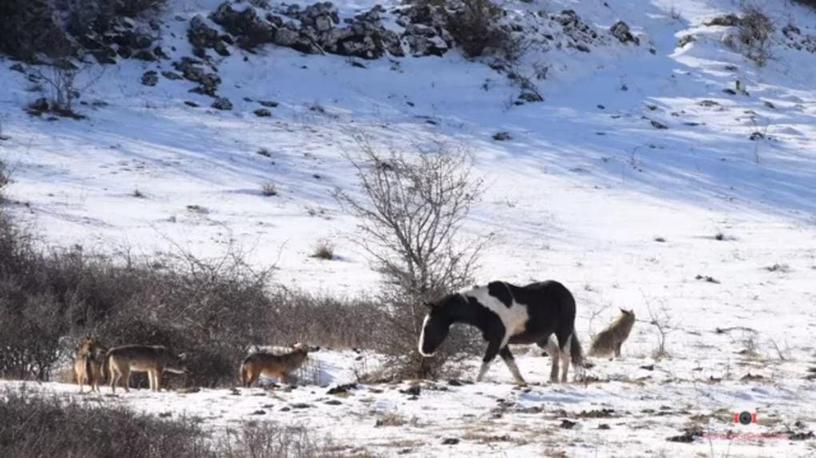 Пользователь Интернета из Италии снял видео, на котором лошадь просто решила поваляться в снегу в окружении стаи волков. Волки в ступоре. Мы тоже