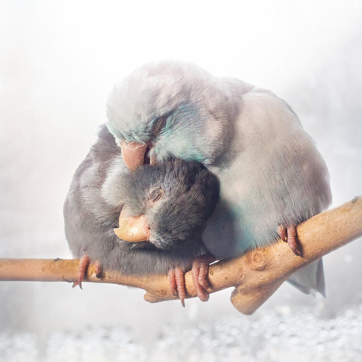 Я документирю историю любви своих попугаев. Эти фото растопят даже самое суровое сердце