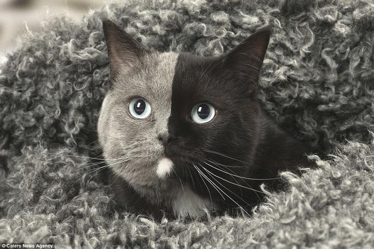 Кошка с двумя мордами: британская химера, от которой сходит с ума весь мир! 