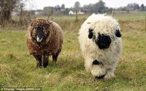Из-за дружбы с лабрадором эту овцу по кличке Марли приходится заново учить быть овцой. Так как он на 100% уверен, что является собакой
