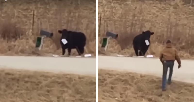 Американка неожиданно стала свидетельницей странной коровьей трапезы, и судя по этому видео животные явно от нас что-то скрывают