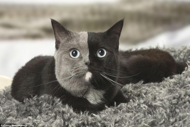 Кошка с двумя мордами: британская химера, от которой сходит с ума весь мир! 