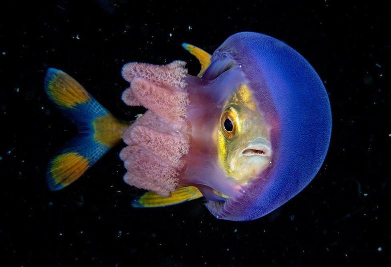 Объявлены победители конкурса на лучшего подводного фотографа 2018 года. Судьям явно пришлось нелегко, ведь все работы достойны главного приза