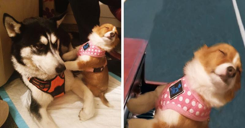 Фотография первой встречи двух собак вдохновила интернет-пользователей на весёлый фотошоп-баттл. А всему причиной крайне драматичный взгляд маленького пёселя