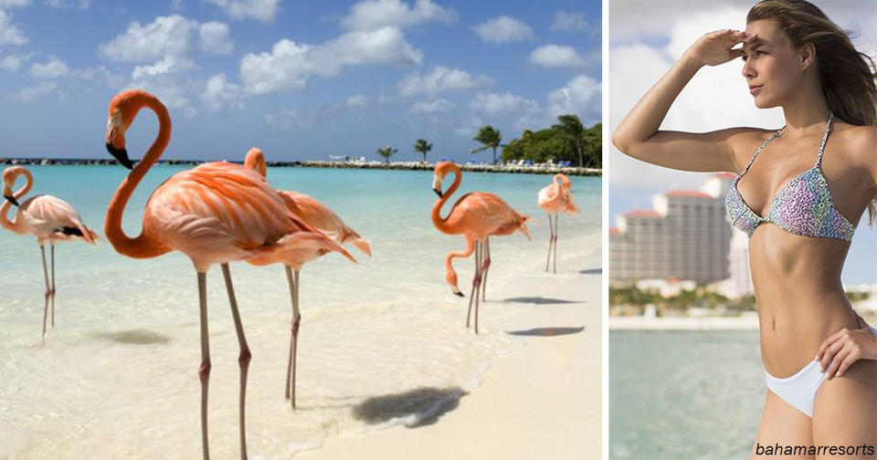 Курорт на Багамах будет платить вам, если вы согласитесь присматривать за фламинго! 