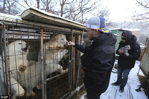 Олимпийский лыжник 90 собак в Корее после того, как сходил на мясную собачью ферму