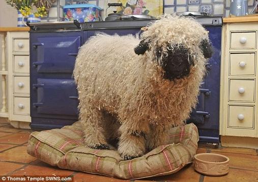 Из-за дружбы с лабрадором эту овцу по кличке Марли приходится заново учить быть овцой. Так как он на 100% уверен, что является собакой