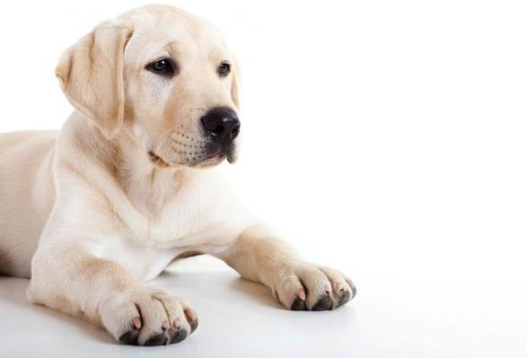 Наука подтвердила: собаки чувствуют плохих людей на уровне инстинктов! 