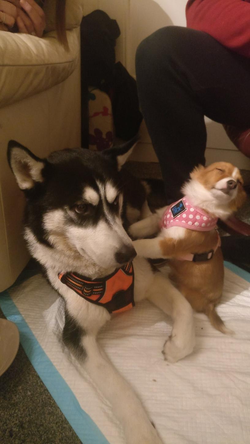 Фотография первой встречи двух собак вдохновила интернет-пользователей на весёлый фотошоп-баттл. А всему причиной крайне драматичный взгляд маленького пёселя
