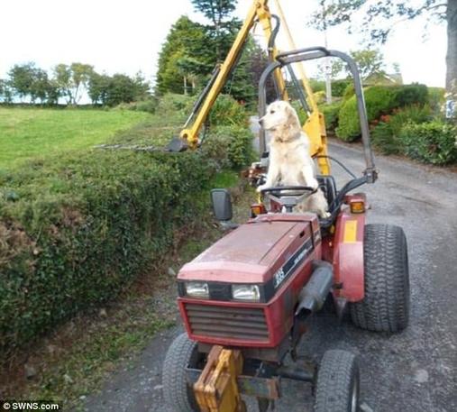 «Тр-Тр пёс» из Новой Зеландии водит трактор и в ус не дует. Люди в шоке, а он спокойненько поле вспахивает