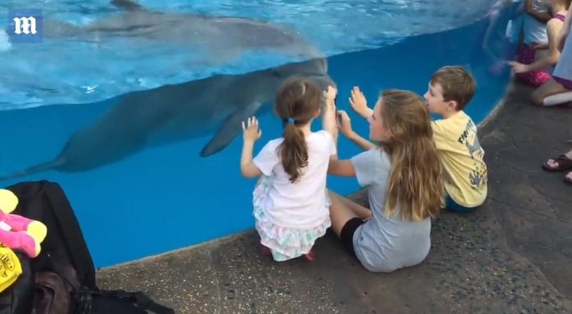 Девочка сумела приманить к себе дельфинов с помощью обычной расчёски. И это гораздо эффективнее, чем стучать по стеклу