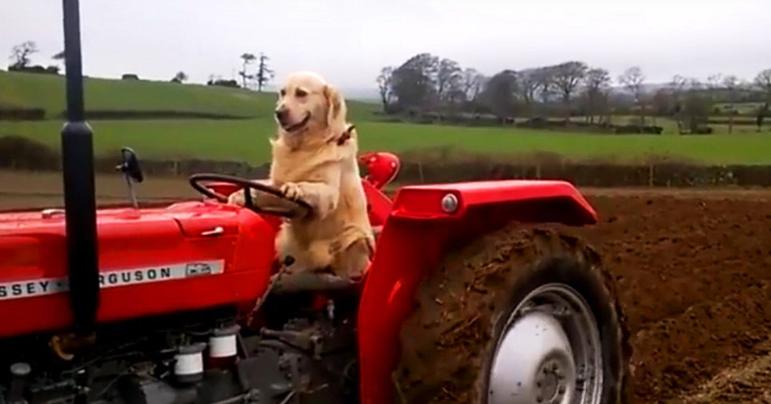 «Тр Тр пёс» из Новой Зеландии водит трактор и в ус не дует. Люди в шоке, а он спокойненько поле вспахивает