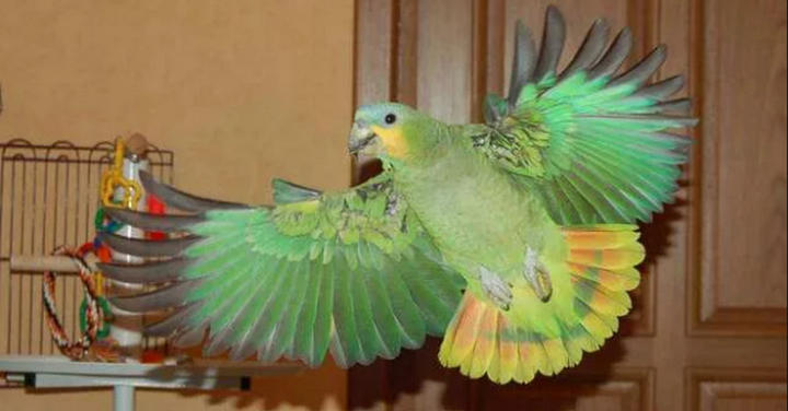 «Продам попугая»: объявление на авито, которое «взорвало» интернет!