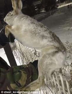 В Казахстане −56 ° C. Это когда дикие животные превращаются в лед на ходу! 
