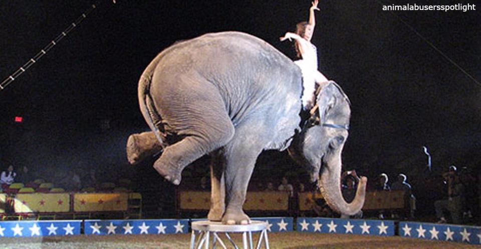 В Британии запретили использовать цирковых животных! Потому что это дикое шоу... 