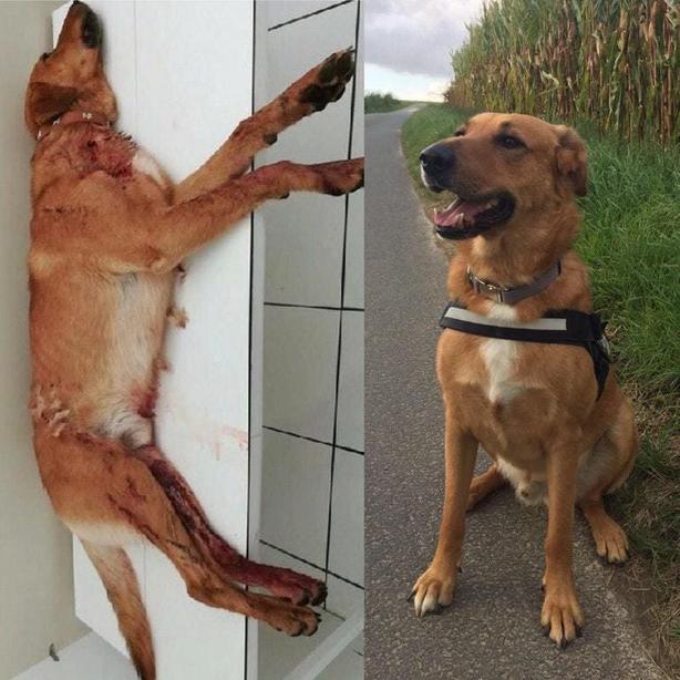 25 фото животных до и после того, как они нашли свой дом и любящих хозяев