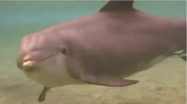Два водолаза заметили дельфина, странно плавающего неподалёку, а потом произошло настоящее чудо! 