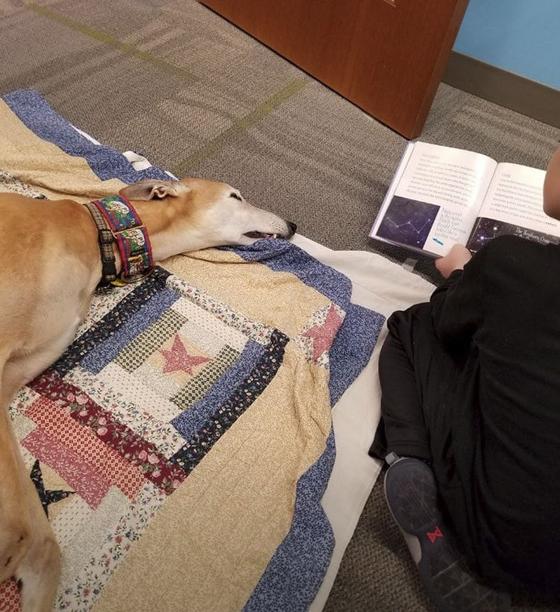 Этот пёс подрабатывает в местной библиотеке и любит, когда ему читают вслух. Но к нему перестали приходить посетители и он загрустил. До одного случая