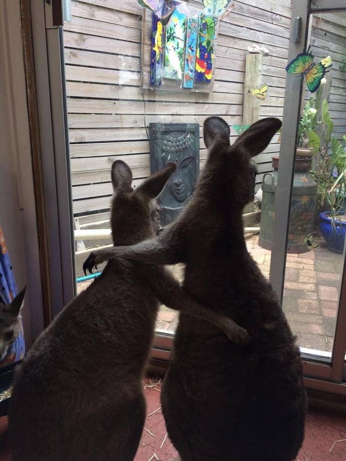 Однажды в дом этой семьи привезли раненого кенгуру, которого они решили оставить у себя. И тут понеслось… Теперь их уже 17, и это не предел