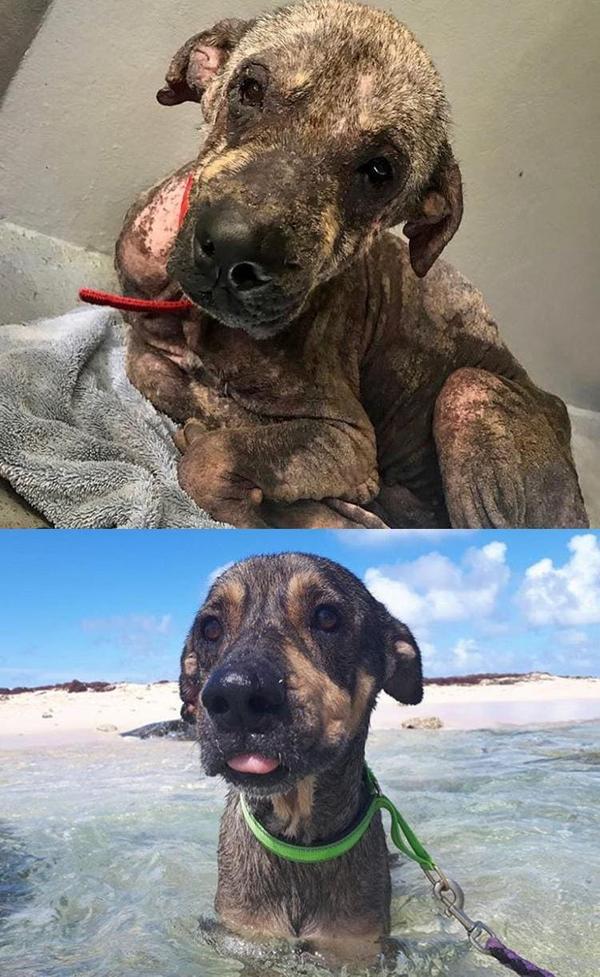 25 фото животных до и после того, как они нашли свой дом и любящих хозяев