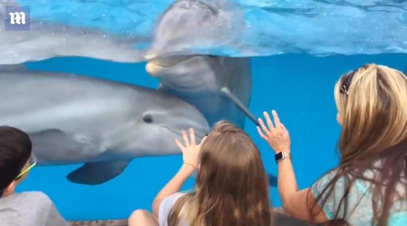 Девочка сумела приманить к себе дельфинов с помощью обычной расчёски. И это гораздо эффективнее, чем стучать по стеклу