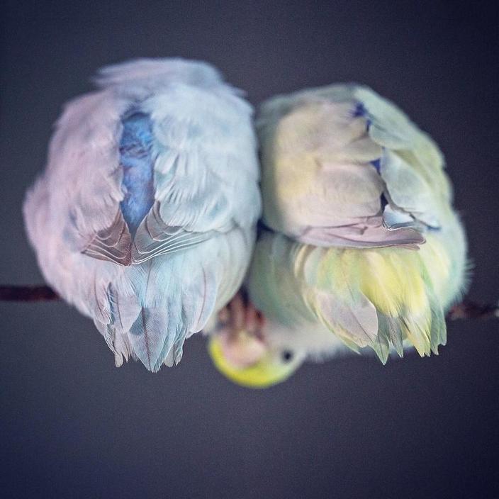 Я документирю историю любви своих попугаев. Эти фото растопят даже самое суровое сердце