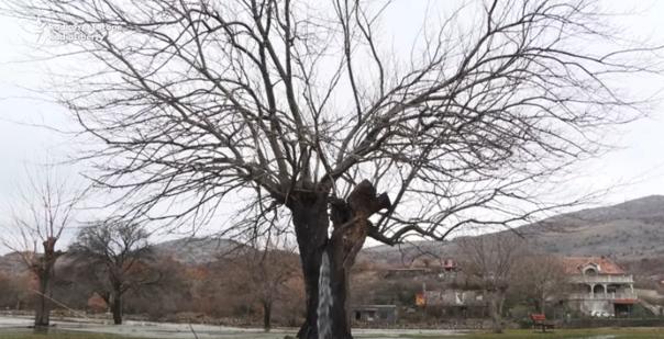 ″Писающее дерево″ - уникальная фишка Черногории. Вот почему так происходит