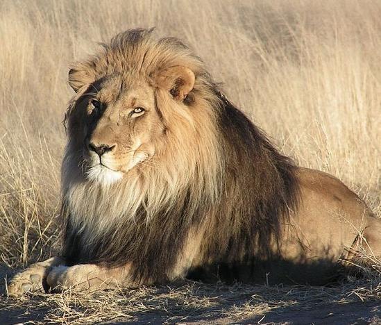 Браконьер поехал в Африку охотиться на львов... И вот что они с ним сделали! 