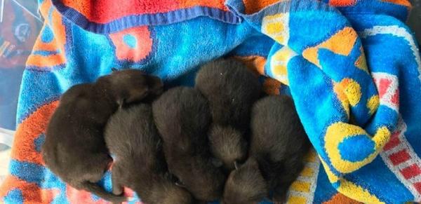 Мужчина думал, что нашел 5 щенят, но вскоре выяснилось, что их мамой была вовсе не собака…