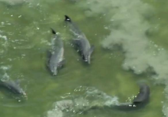 Сначала дельфин просто нарезал круги на мелководье. А потом началось чудо природы!..