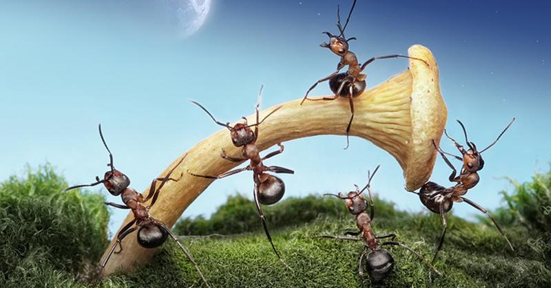 Фотограф сделал серию макро-снимков о жизни муравьёв, которая оказалась куда интереснее, чем кажется на первый взгляд