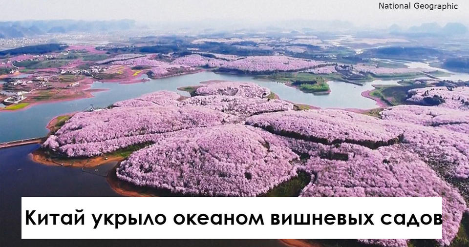 В Китае начала цвести вишня. И выглядит это так, что не оторвать глаз!