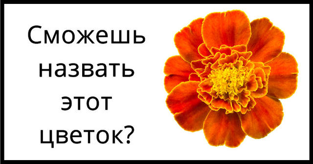  Лишь 3% женщин могут назвать 20 самых часто встречающихся цветков просто по их внешнему виду