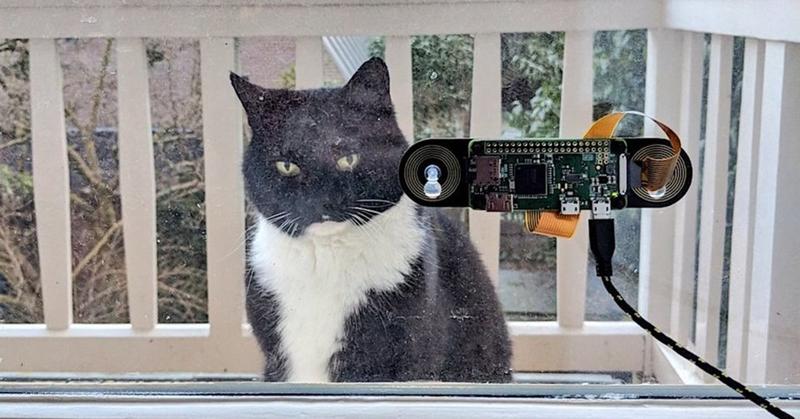 Программист придумал систему, которая из сотни других котов узнаёт именно его питомца, чтобы впустить домой. Его кот доволен. Чужие коты негодуют