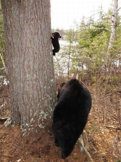 29 фото животных, которые впервые в жизни столкнулись с реальностью