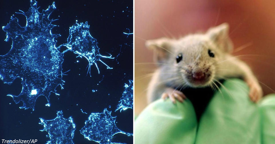 Вакцина от рака вылечила 97% мышей. Уже через год она будет для людей!
