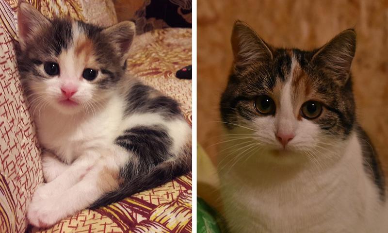 Пользователи сети делятся детскими и взрослыми фотками своих котов, и они наглядно демонстрируют, как маленькие милашки становятся пушистыми лордами