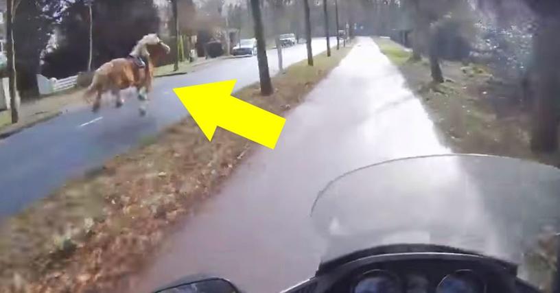 Эта лошадь сбежала от своей владелицы, и её пришлось догонять водителю скутера. Видео этой лихой погони можно спокойно показывать на большом экране!
