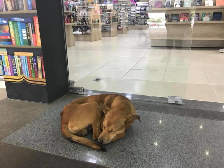 В сети появилось видео, на котором пёс решил утащить книгу из книжного магазина. Неизвестно, как такая идея пришла в его голову, но его жизнь после этого круто изменилась