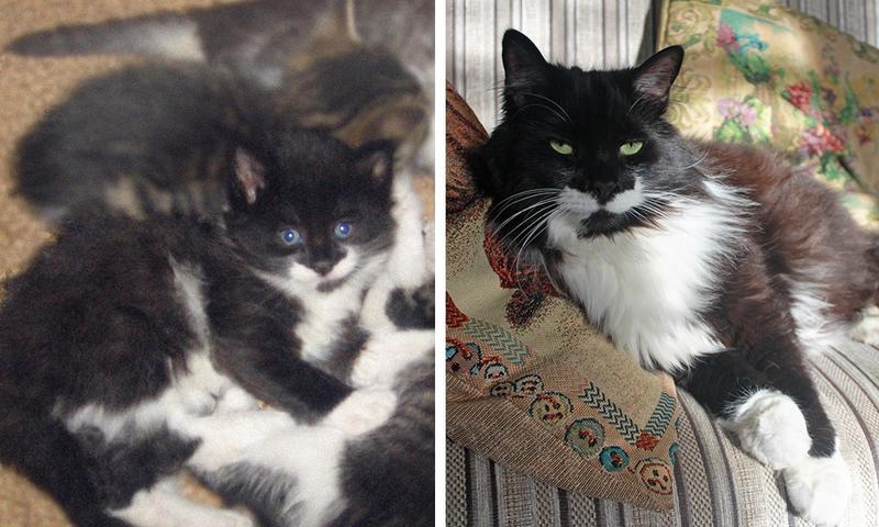 Пользователи сети делятся детскими и взрослыми фотками своих котов, и они наглядно демонстрируют, как маленькие милашки становятся пушистыми лордами