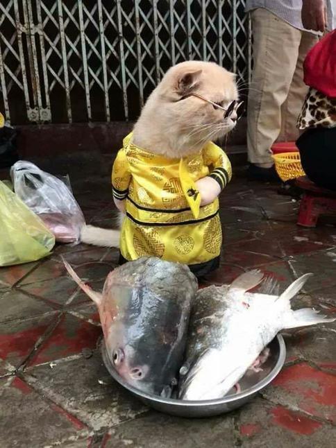 Знакомьтесь: самый крутой продавец рыбы во всем Вьетнаме! 
