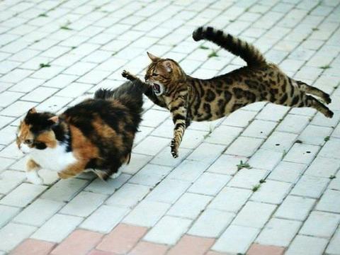 Любители кошек и японской поэзии решили посмотреть, что будет, если объединить эти две вещи вместе. Получилось очень весело
