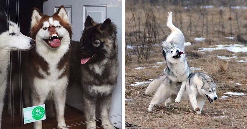 17 фотодоказательств того, что хаски — невероятно харизматичные собаки, с которыми невозможно соскучиться