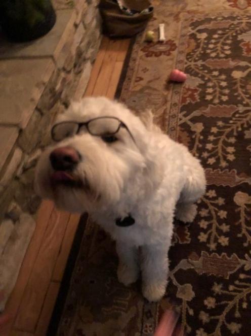 Если вы думали, что собаки не умеют читать, то этот пёс по имени Оукли покажет вам, где раки зимуют