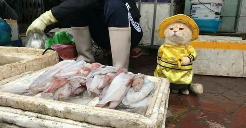 На вьетнамском рынке замечен необычный продавец рыбы. И он настолько милый, что хочется унести его вместе с покупками