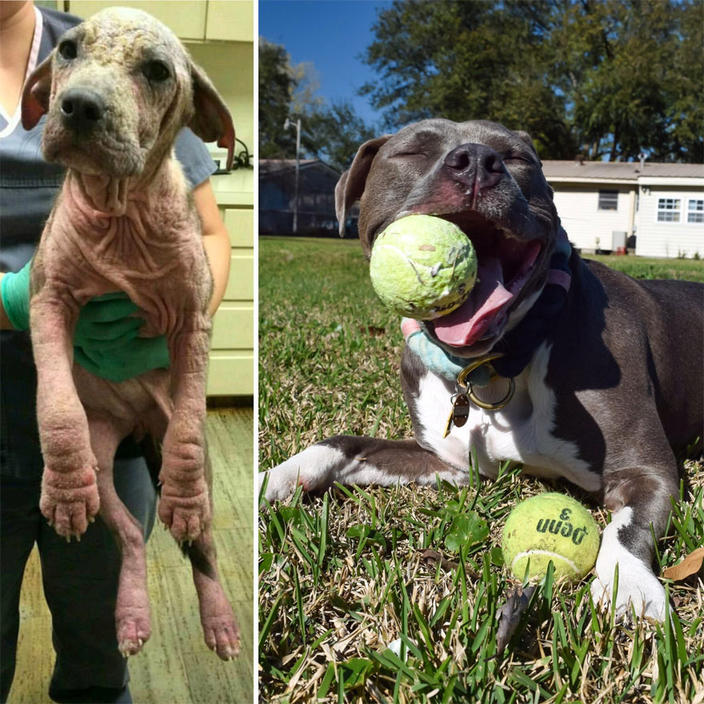 Вот 27 фото собак ″До″ и ″После″ их усыновления, которые растопят даже самое суровое сердце